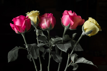 Many colors of roses in black background