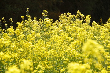 菜の花