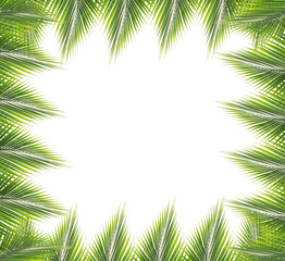 Green coconut leaves frame