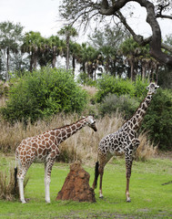 Giraffe