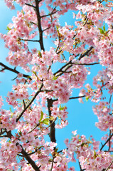 川津桜