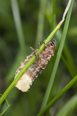 Common glow-worm (Lampyris noctiluca) photographed at night