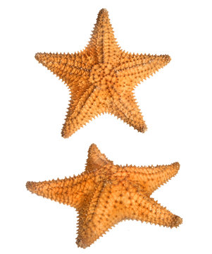 two views of star fish isolated on white