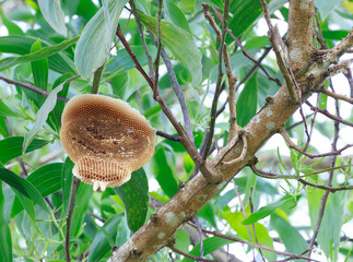 Honeycomb on the tree