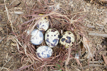 Quail eggs in the nest