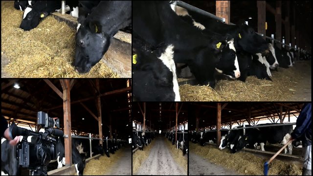 cows in the stable farm multi screen
