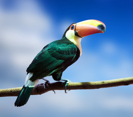  Toco Toucan against sky