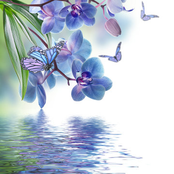 Fototapeta Floral background of tropical orchids and  butterfly