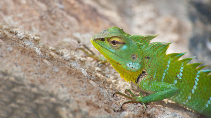 Green chameleon on the sand