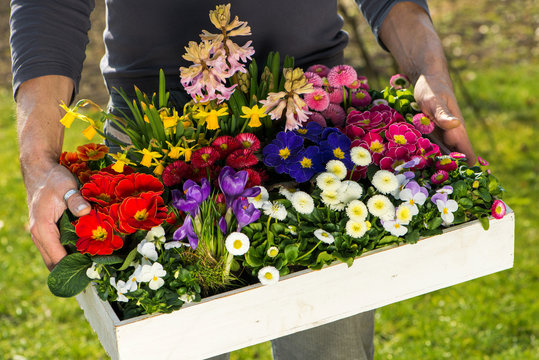 Fr&uuml;hlingsbote