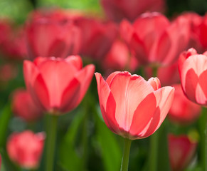 Fototapeta premium Spring field with red tulips