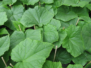 Cucumber plants in a glasshouse of a nursery