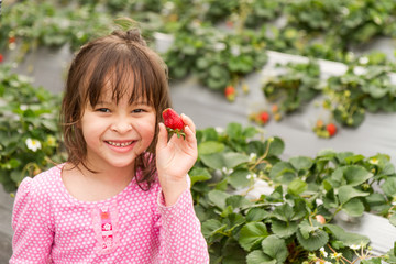 Young Girl Picking Strwberries at a Strawberry Farm