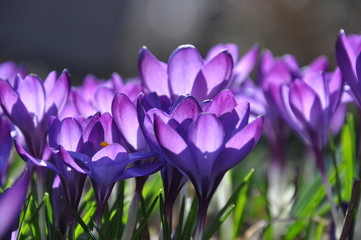 Krokus im Fr&uuml;hling