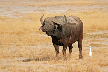 African buffalo, Amboseli National Park