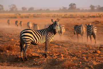 Plains Zebras, Amboseli National Park