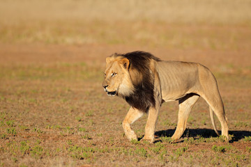 Walking African lion, Kalahari desert