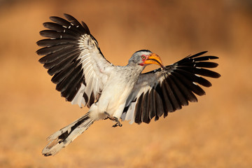 Yellow-billed hornbill landing