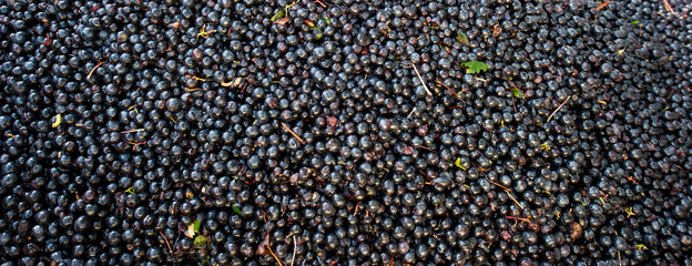 Grape harvest : red grape bay
