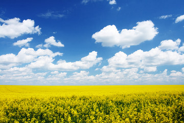 Obraz premium field