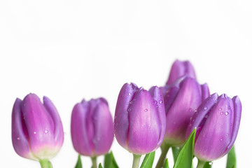Rand aus schönen feuchten lila Frühlingstulpen