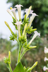 Nicotiana tabacum