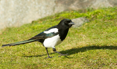 Fototapeta premium Magpie
