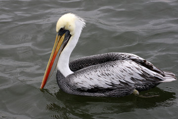 Pelicans on Ballestas Islands, Paracas National park in Peru