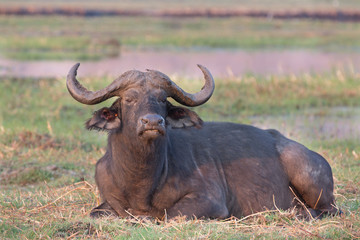 Fototapeta na wymiar African buffalos