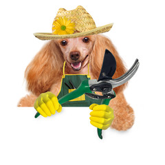 Dog gardener over white banners