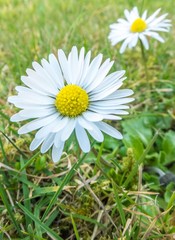 Fototapeta premium A close up of a daisy flower in the grass