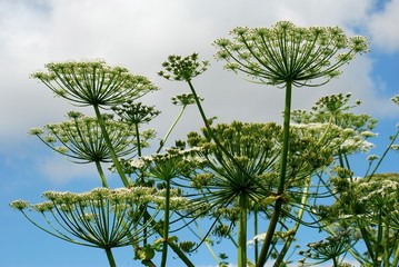 Parsnip Sosnowski (Heracleum sosnowskyi) in the Vilnius city.