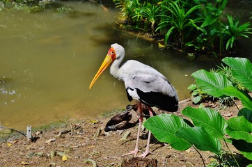 Yellow Billed Stork