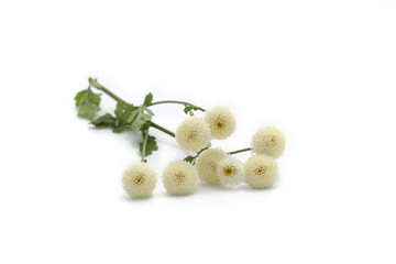 Camomille