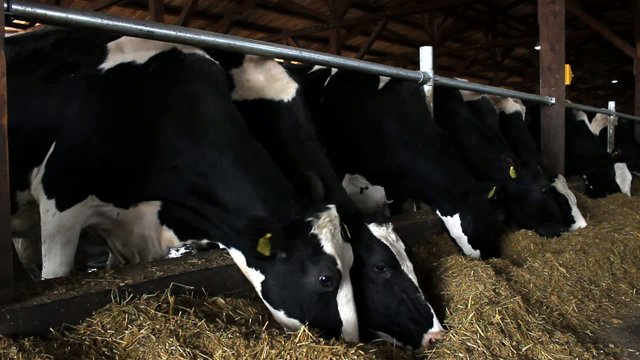Dairy cows in the stable farm