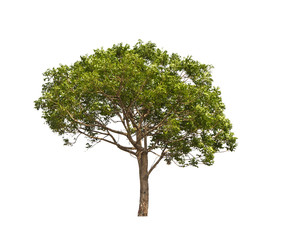 Obraz premium Tree on white background