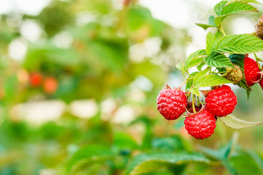 Raspberry. Raspberries. Growing Organic Berries