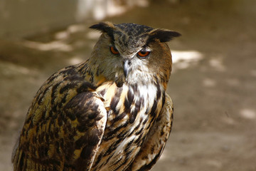 nice large brown owl eyes