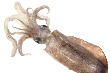 Freshly squid isolated on white background