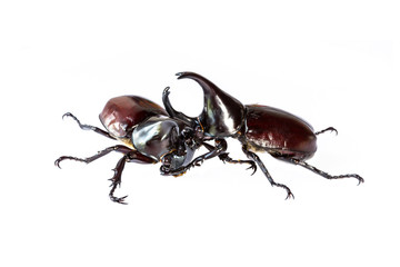 Thai rhinoceros beetle