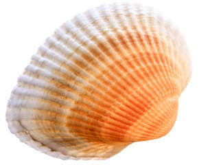 Sea cockleshell isolated on white background