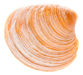 Sea Cockleshell Isolated On White Background