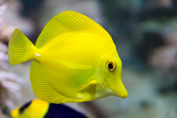 Zebrasoma yellow tang fish