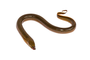 Long eel isolated on a white background