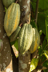 cacao pods on tree