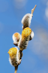 Fototapeta premium blühende Salweide, Goat willow