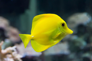 Zebrasoma yellow tang fish