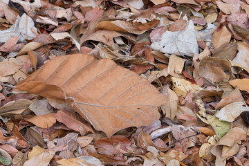 Dried leaves background