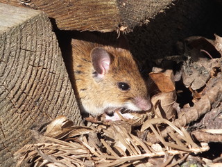 Feldmaus in freier Natur