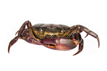 red crab with white background